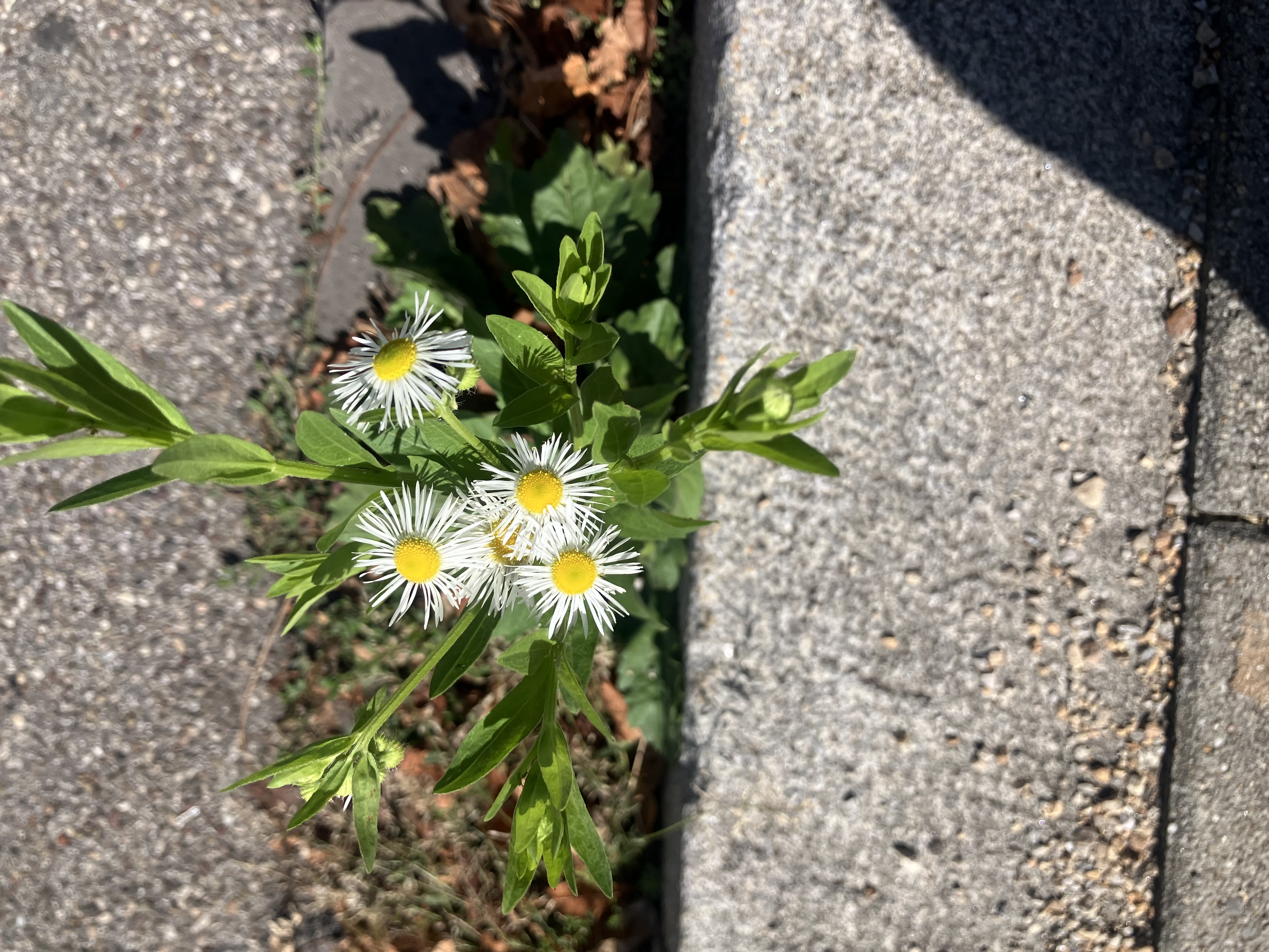 Daisy